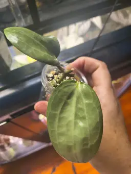 Hoya Latifolia silver