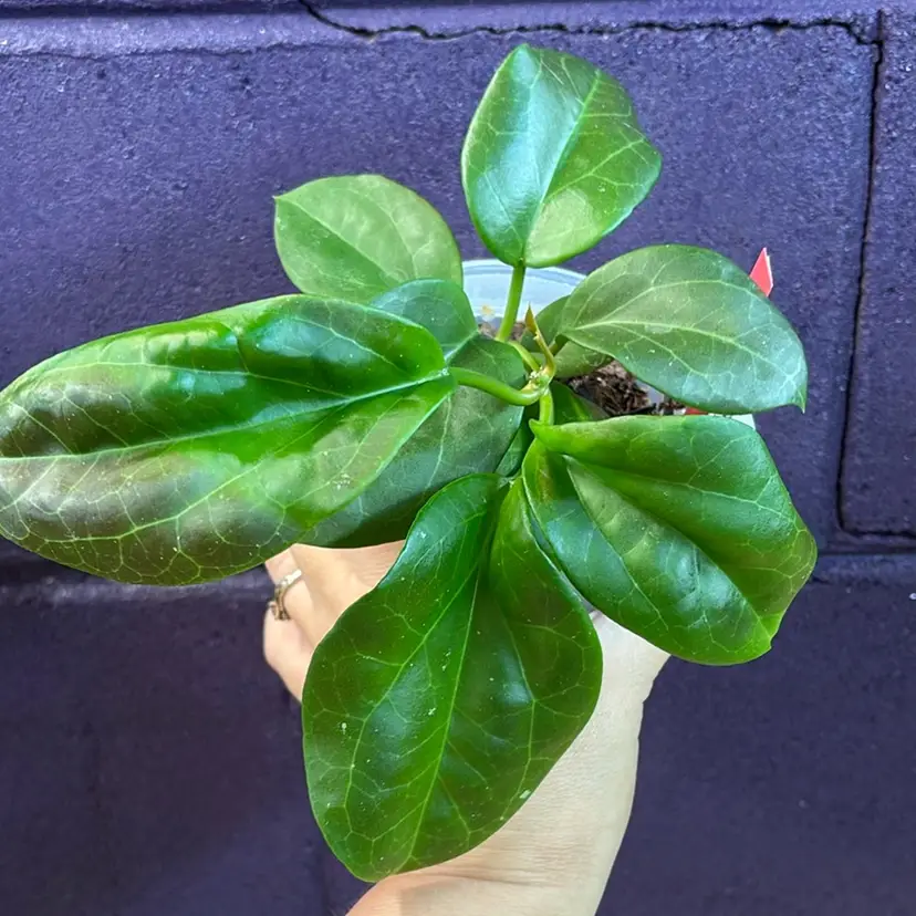 23 KGD 402 surigaoensis x unk