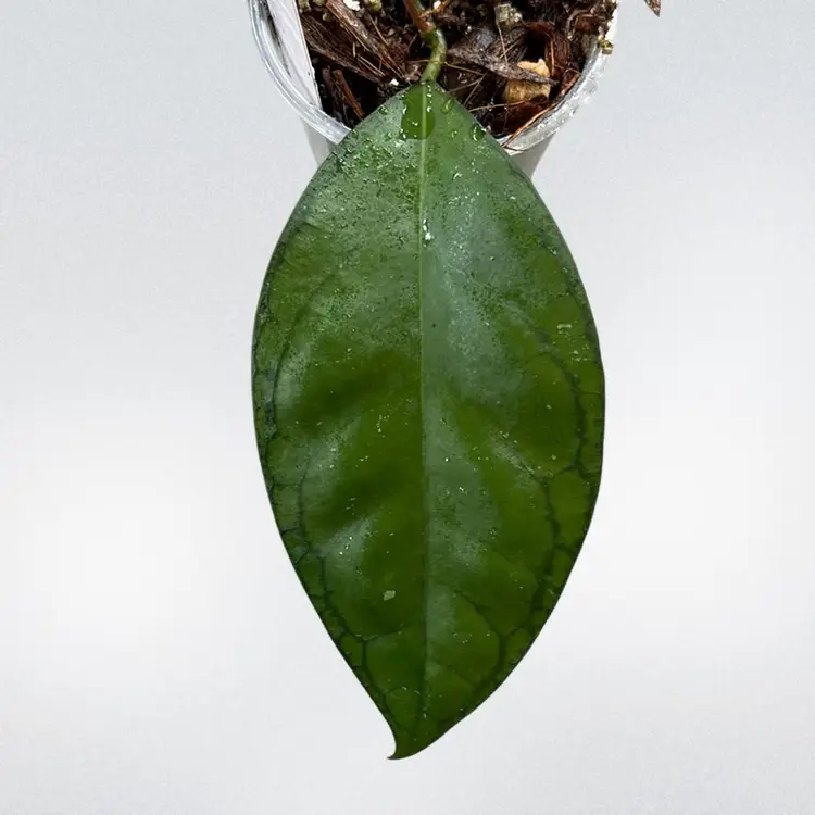 Hoya GTX89 (deleoniorum x Gunung Gading)