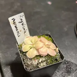 Pinguicula moranensis (small)