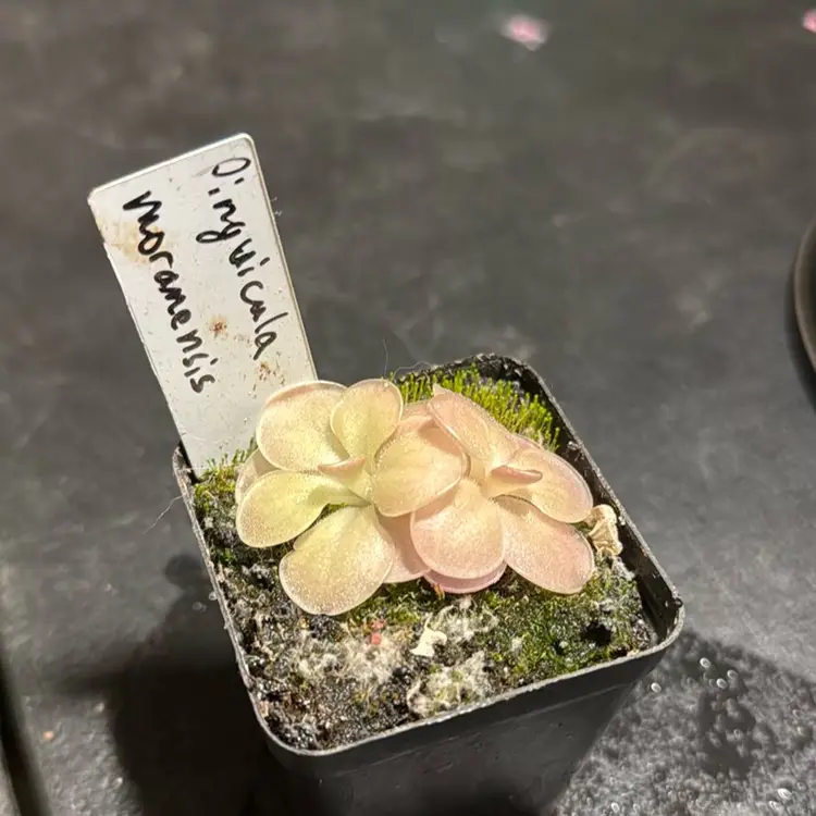 Pinguicula moranensis (small)