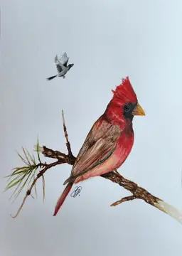 Cardinal with Mockingbird Original Watercolor Painting Signed By The Artist 5x7