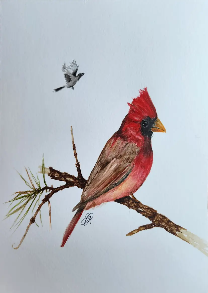 Cardinal with Mockingbird Original Watercolor Painting Signed By The Artist 5x7