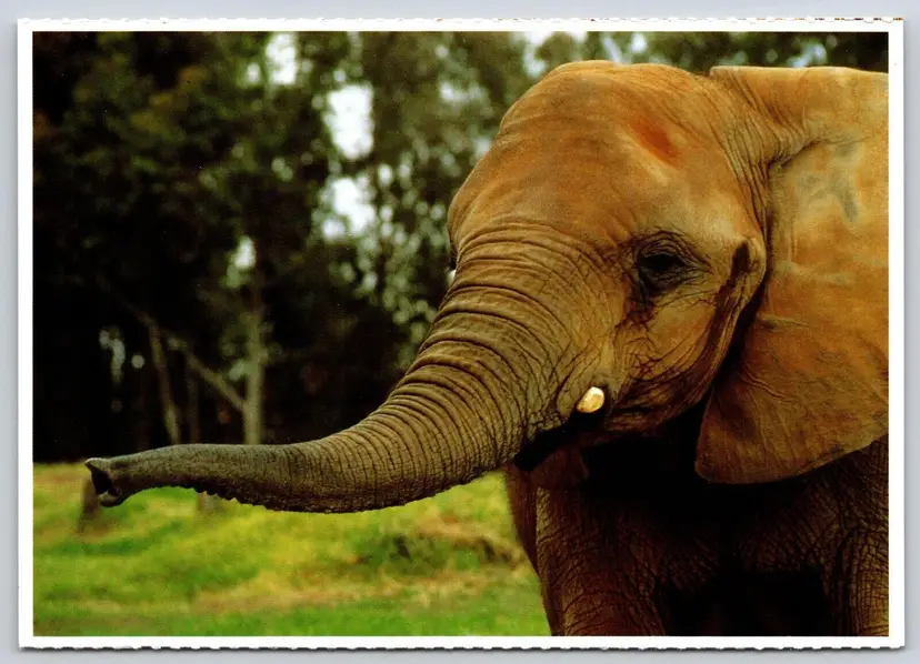Postcard African Elephant San Diego Wild Animal Park CA Loxodonta africana
