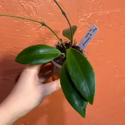 Hoya sp Zamboanga Del Norte