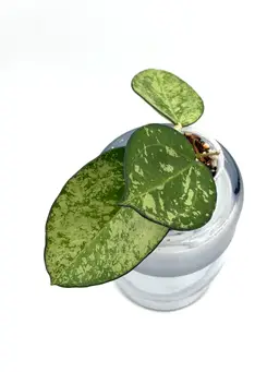 Hoya patcharawalai 023 silver/splash