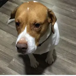 Jax’s Treat Jar!! Thanks !!