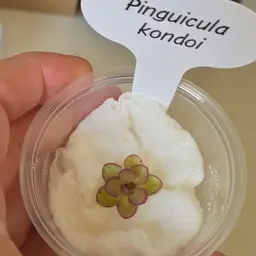Pinguicula kondoi