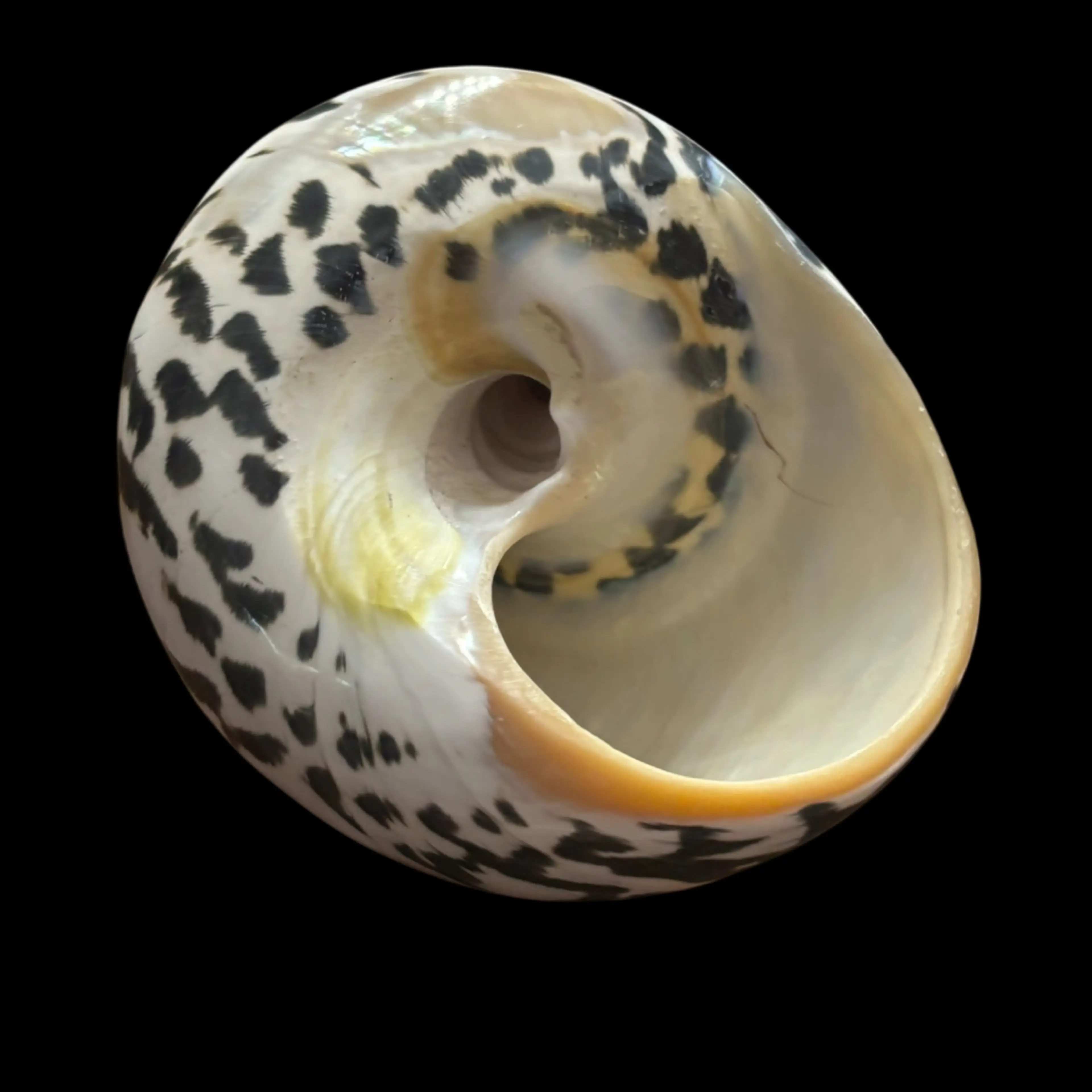 Image 5 of 5