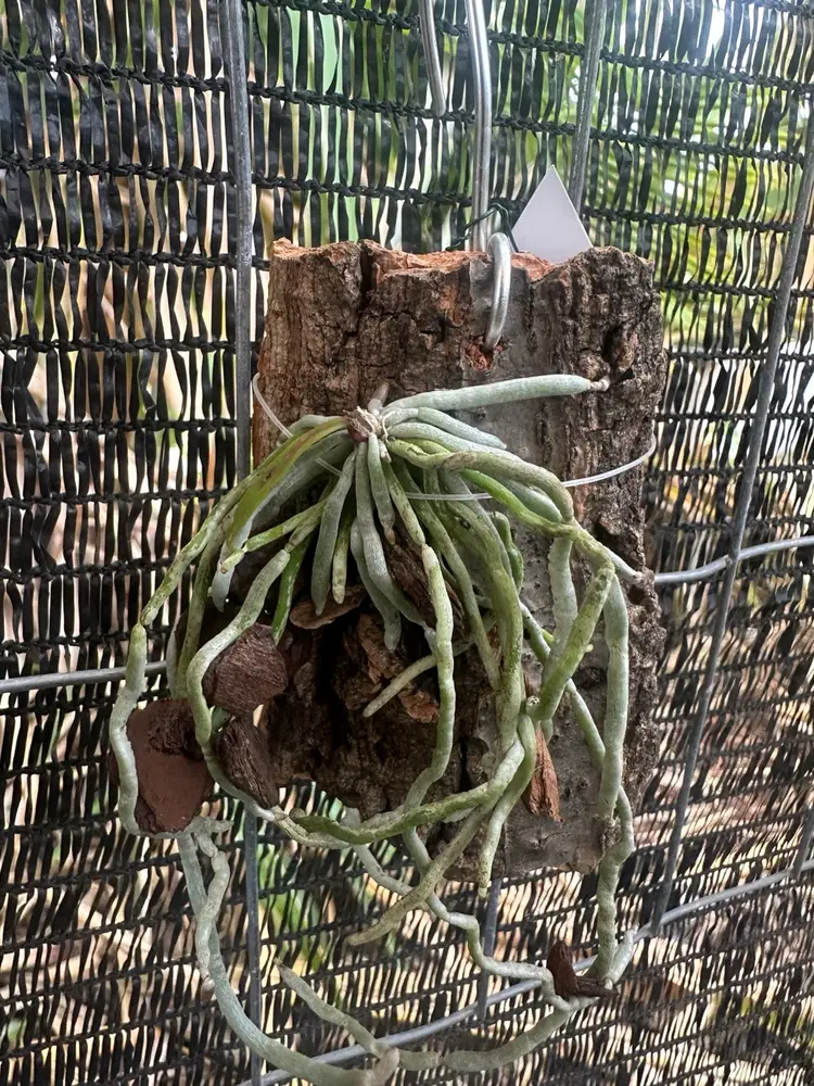 Chiloschista viridiflava - mounted