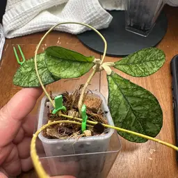 Hoya Crassipetiolata (splash)