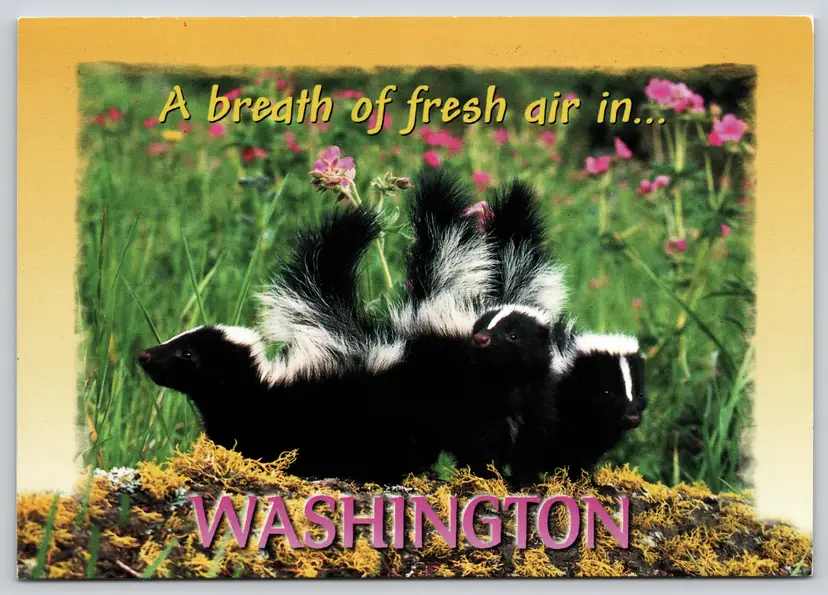 Postcard Greetings from Washington Skunks Breath of Fresh Air Mephitis mephitis  R.E Barber - 15042