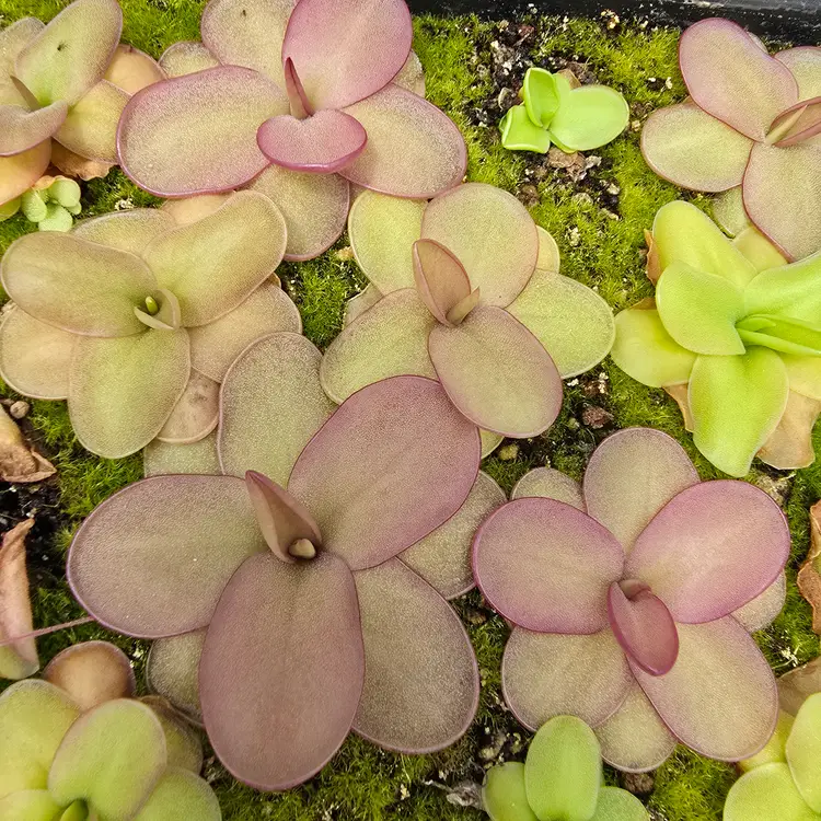 SC-22 Pinguicula gigantea x moranensis (Santa Catarina Juquila)