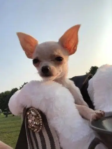 Rise And Shine Florida Style With Adored