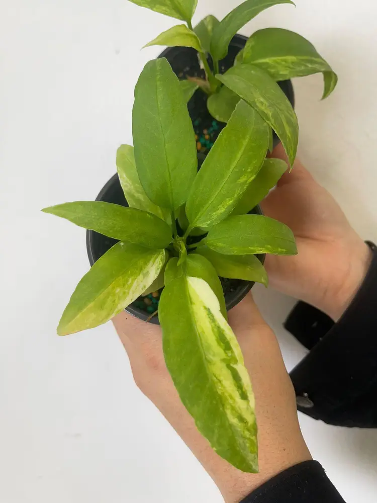 Anthurium vitelliforium variegated 4”