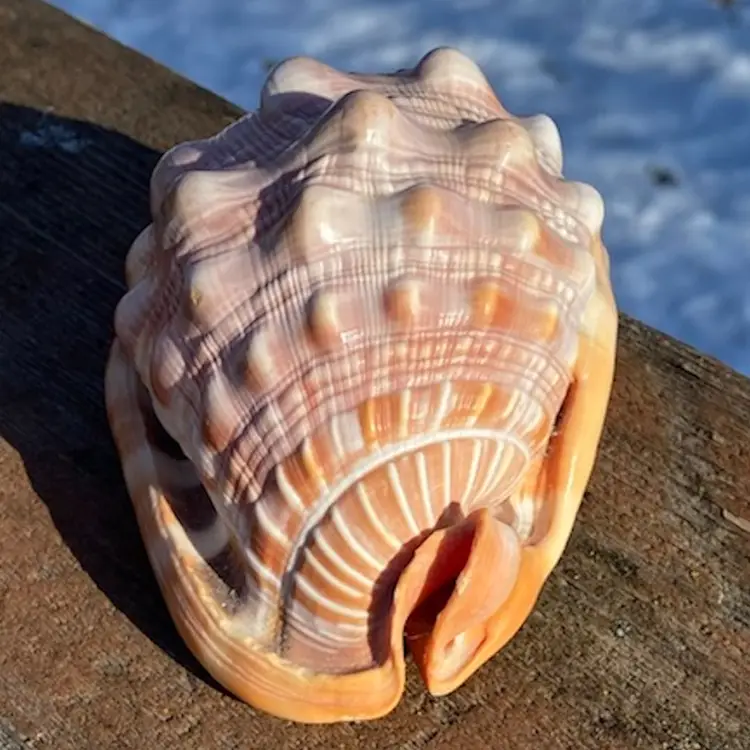 Bullmouth-, Red Helmet-, Cameo Sea Shell. 4.25” x 3” x 2.5”h.
