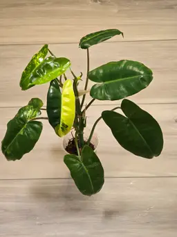 Philodendron Burle Marx Variegated