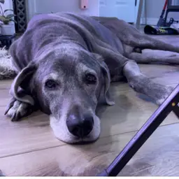 Roman’s choice of supplies