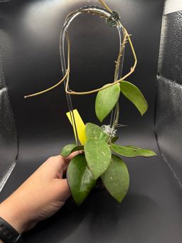 Hoya sp Laos