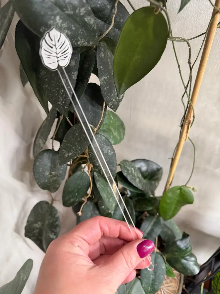 Monstera Support Stake