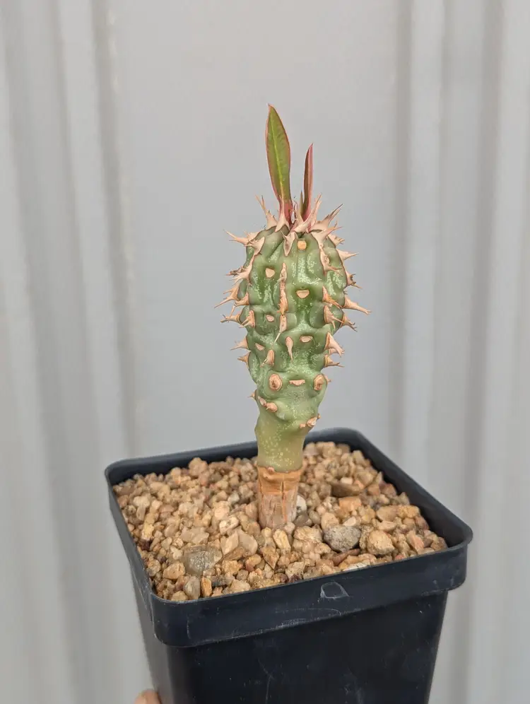 Euphorbia vigueri ssp. ankarafantsiensis