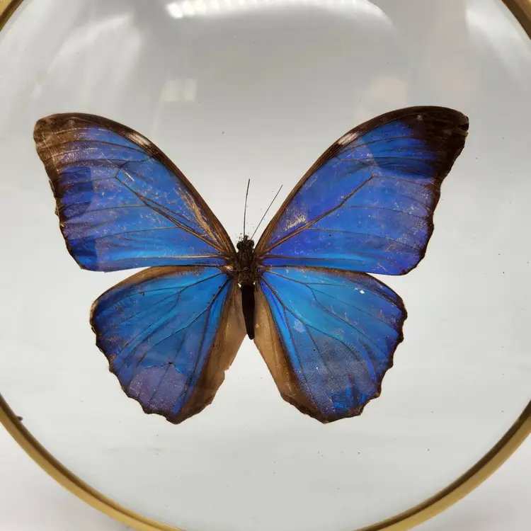 Blue Butterfly in Round Glass Frame 6"
