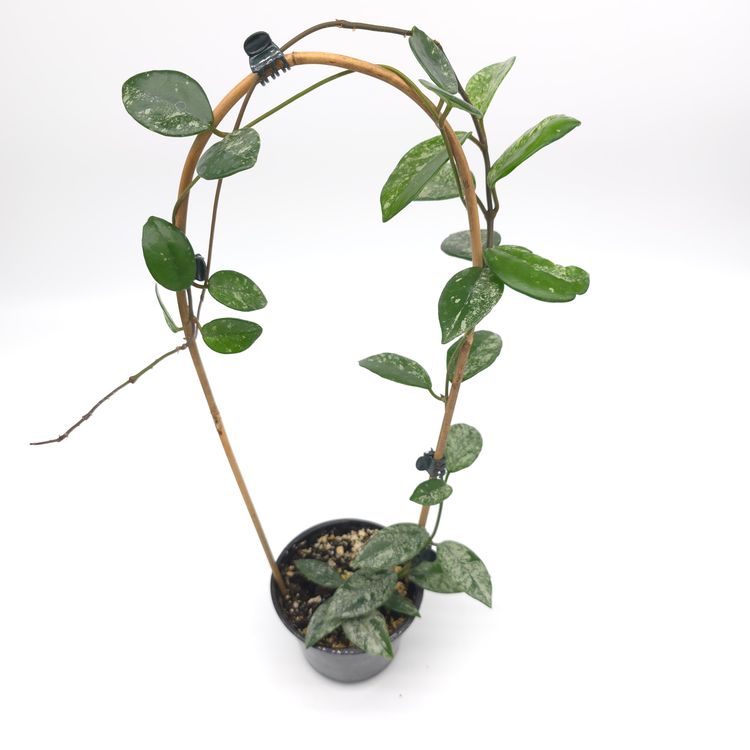 Hoya carnosa 'Wilber Graves' (China) 4 inch pot 790