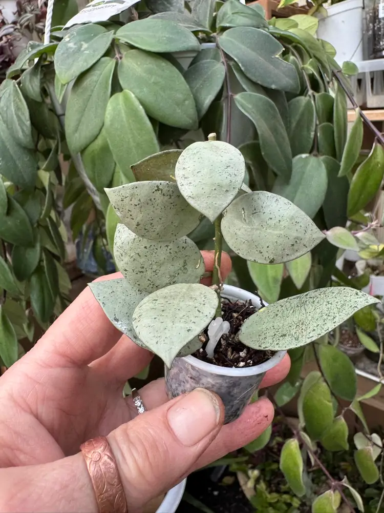 Hoya Lacunosa ‘Moonshine’ rooted in 3 inch pot