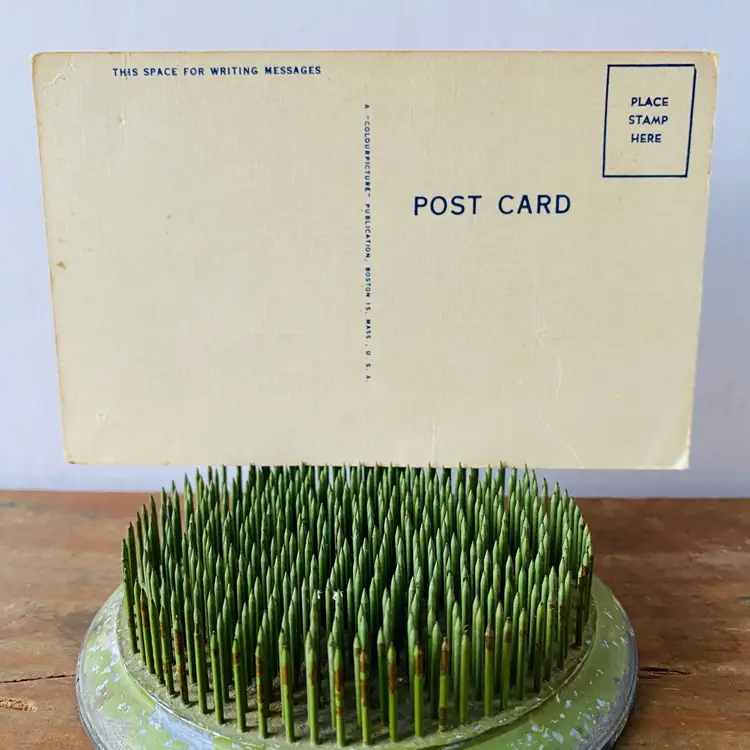 New Old Stock Tied Up Postcard