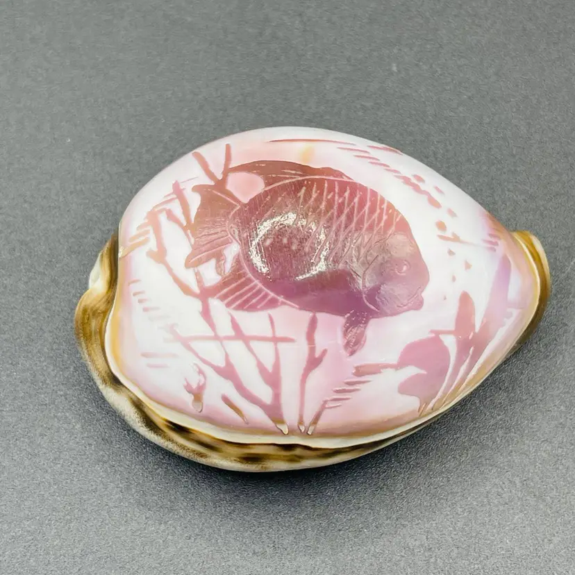 Carved, Tiger Cowrie Shell With Fish Design