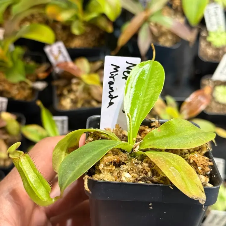 Nepenthes Miranda