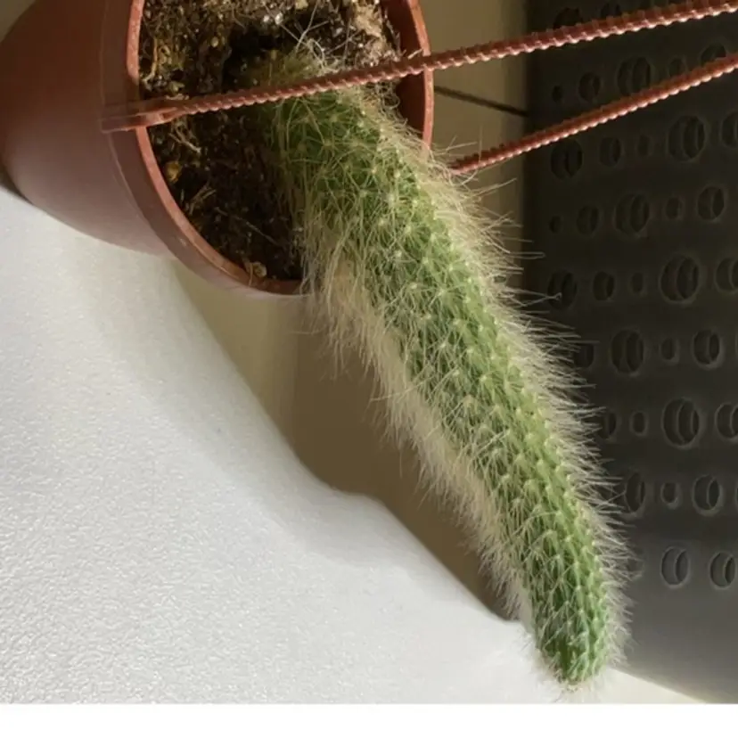 #01 - Monkey Tail Cactus