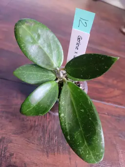 #12 RHM25162: Genieve x unk