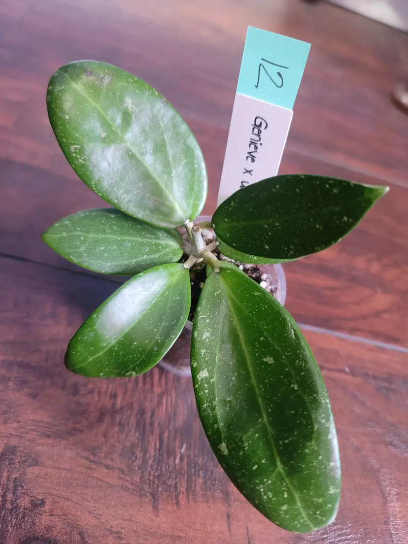 #12 RHM25162: Genieve x unk