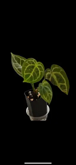 599 Anthurium Dorayaki Silver