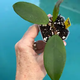 724 Hoya AH ‘April’