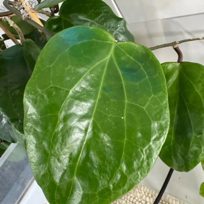 Fresh cut -Sarigeonensis