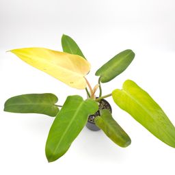 Philodendron Whipple Way 4 inch pot 285