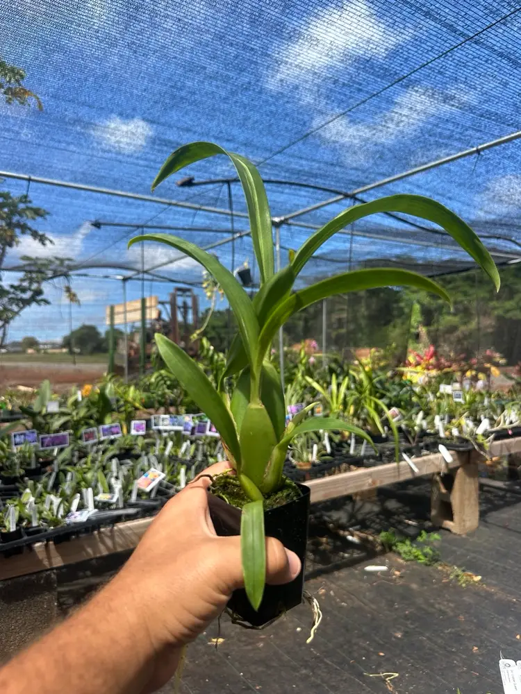 Alcra. Hilo Ablaze 'Hilo Gold' HCC/AOS