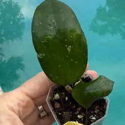 194 Hoya AH 1025 (clone 2)