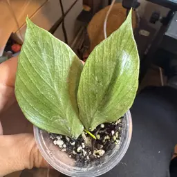 #01 - Polyneura silver