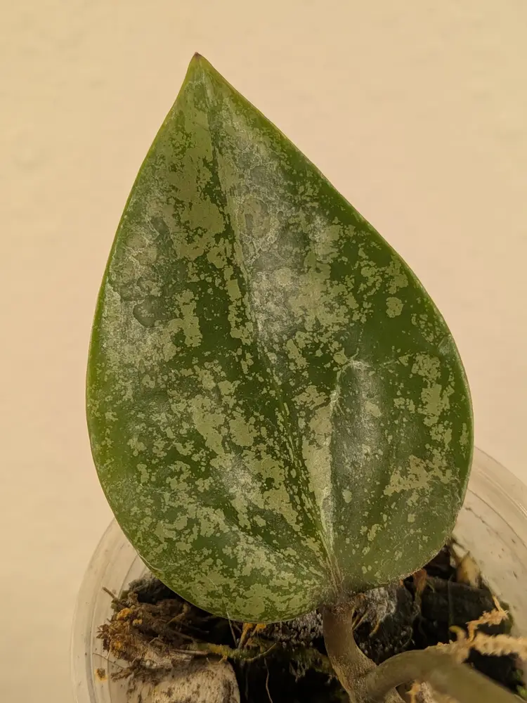 Hoya AH aurora (pink splash) 0088