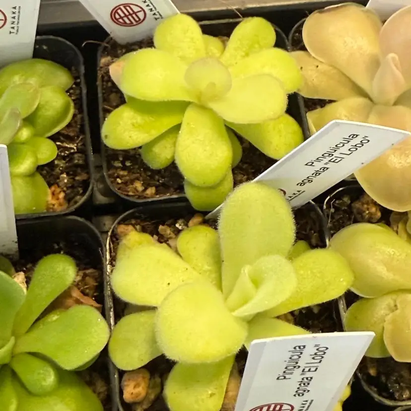 Pinguicula agnata “el lobo”
