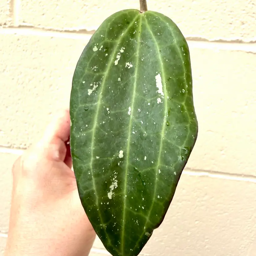 Hoya Latifolia sp Indonesia