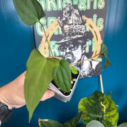 NSE Port X Lago Gatun Pap