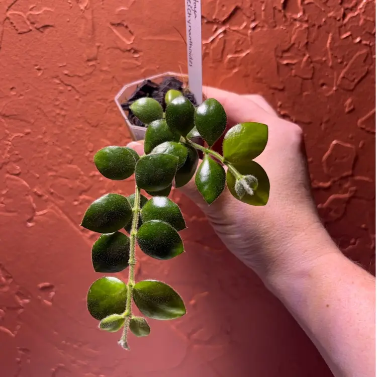 Hoya aeschynanthoides