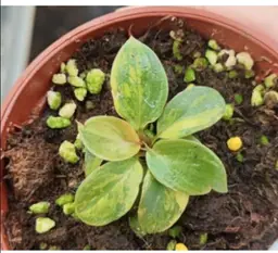 #01 (1 Unit) Philodendron Variegated Black Cardinal Tissue Cultures