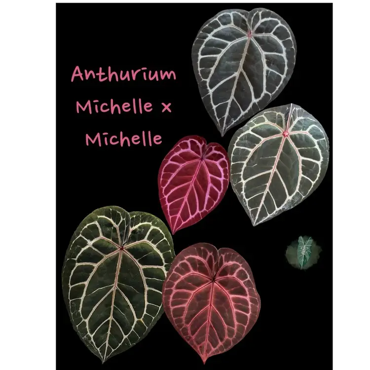 Anth Michelle x Michelle