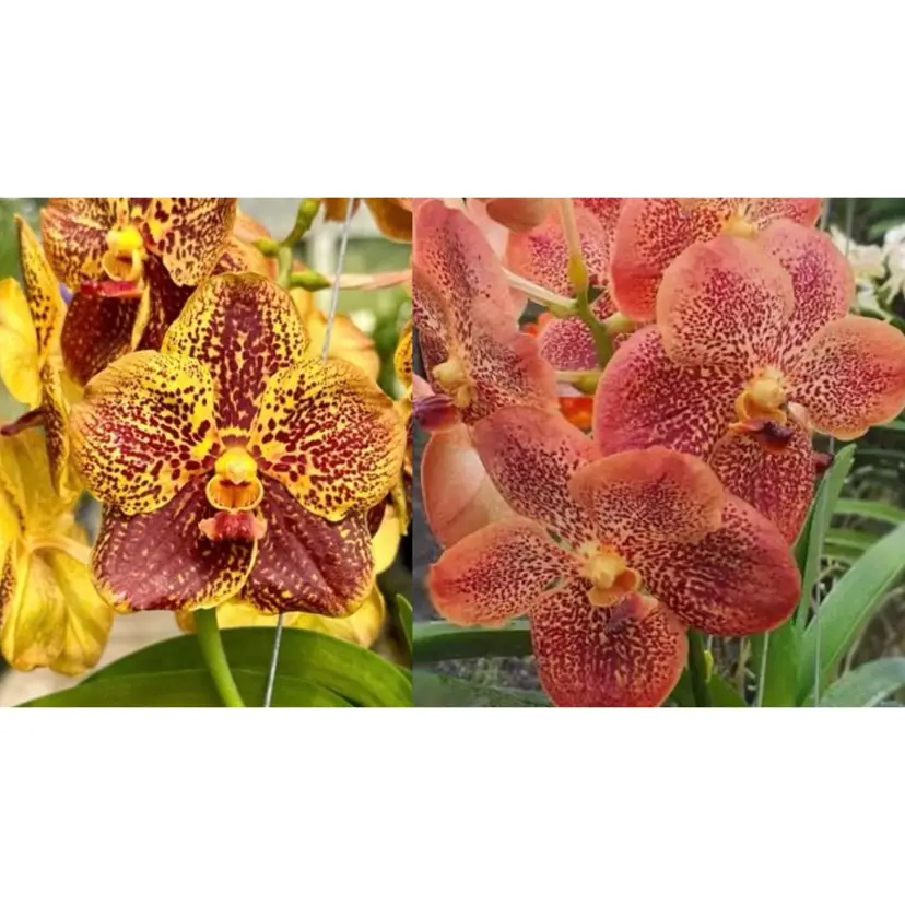 Ascda. Yellow w/ Red Spot x Kultana Orange Red