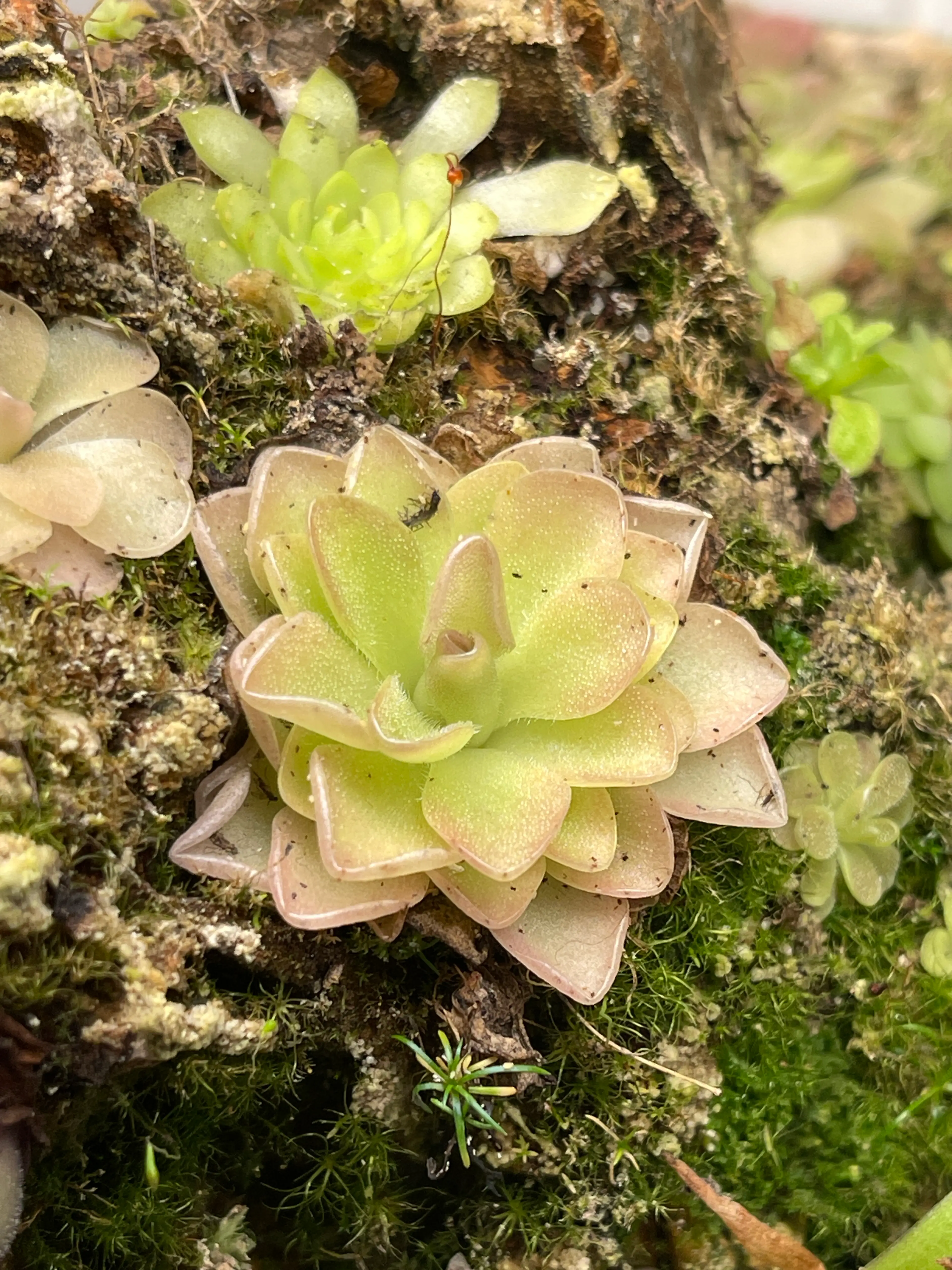 Image 2 of 2